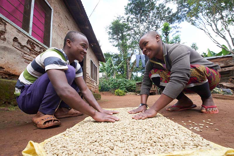 UNITED REPUBLIC OF TANZANIA Growing coffee trees following traditional methods represents a sustainable opportunity for youth in Shimbwe Juu village ©FAO-GIAHS