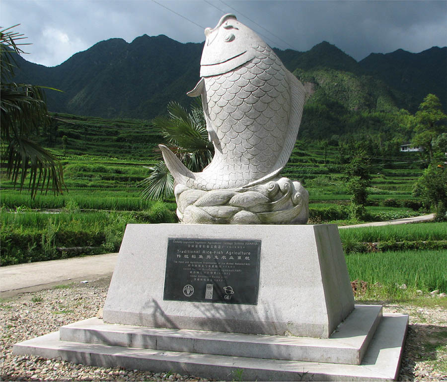 CHINA Fish statue in Qingtian County to acknowledge traditional rice-fish agriculture © FAO/LUOHUI LIANG