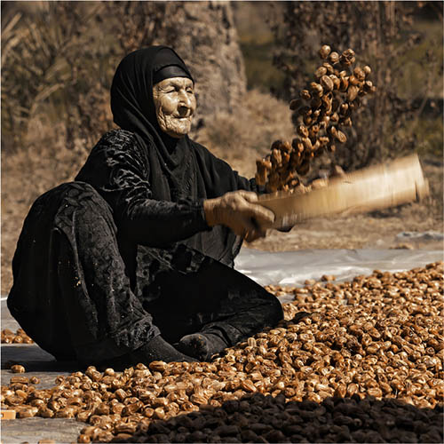 EGYPT Female farmer collecting dried dates from Siwa Oases ©WEST SIWA DEVELOPMENT PROJECT