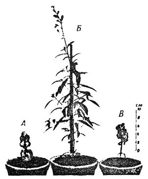 Fig.1