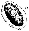 Fig. 1e