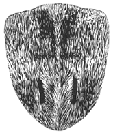 Fig. 15