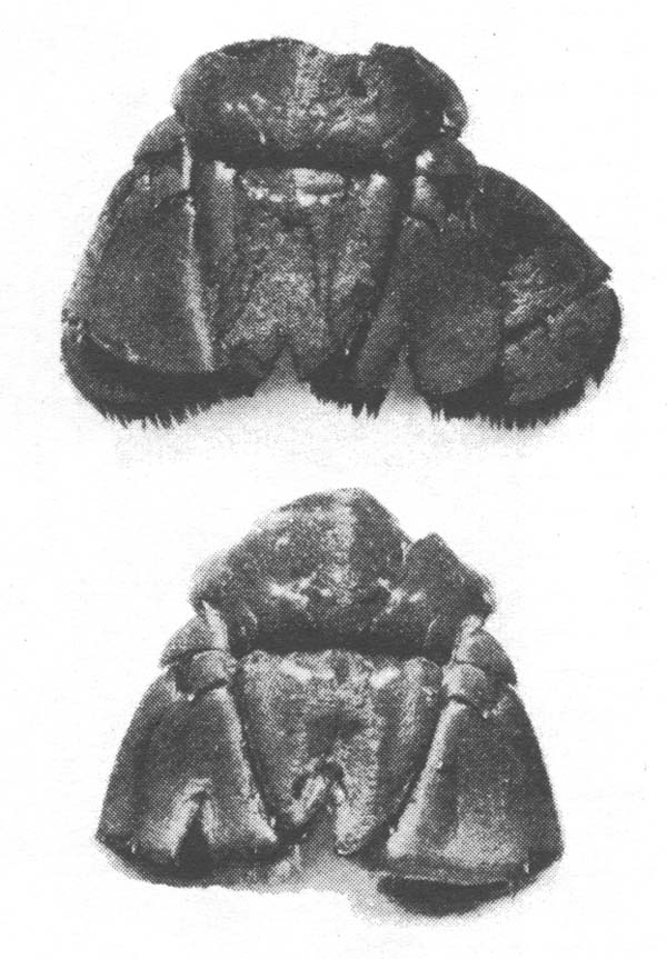 Fig. 8.4