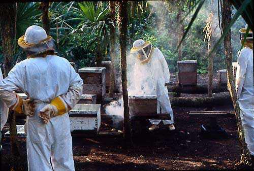 Heavy smoking during harvesting will flavour the honey.