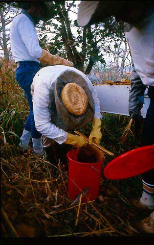 Honey comb cropping in traditional or topbar hive beekeeping should only be done in buckets with well sealing  lids. The same type of buckets are necessary for storage of extracted honey.