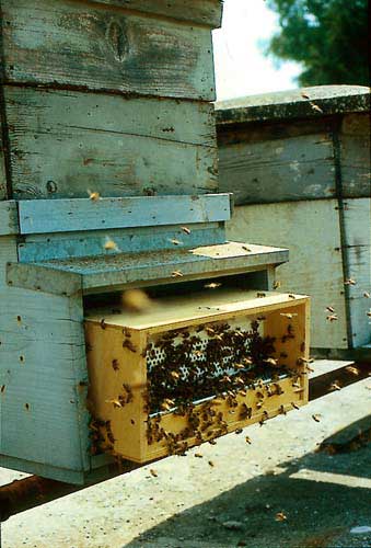 Figure a) Pollen trap design to fit into a hive entrance between the bottom board and the brood chamber.