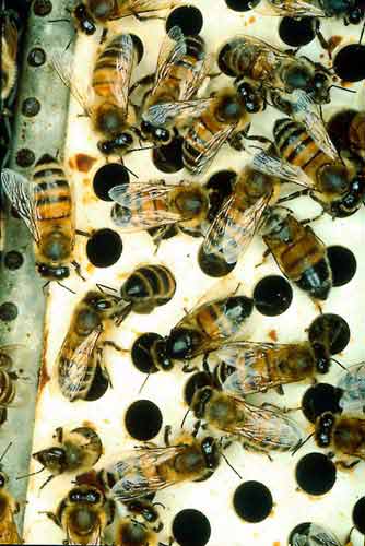 Figure b)The screen through which the bees have to pass can be made of a thick plastic sheet (at least 3 mm) with holes of 4.7 mm diameter for European honey bees and of 4.2 mm diameter for smaller bees such as from African races. Two wire screens with holes of similar size can also be used, spaced 4 to 7 mm apart.