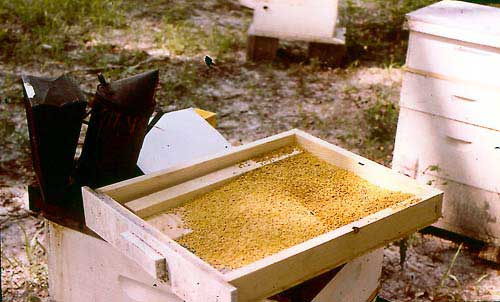 Pollen tray of a modified OAC trap (Waller, 1980) with two types of pollen chamber permitting better ventilation and pollen removal without disturbance of the colony. Returning foragers are forced to crawl through a double screen of 5-mesh wire (5 wires per inch) with 4-7 mm distance between screens.