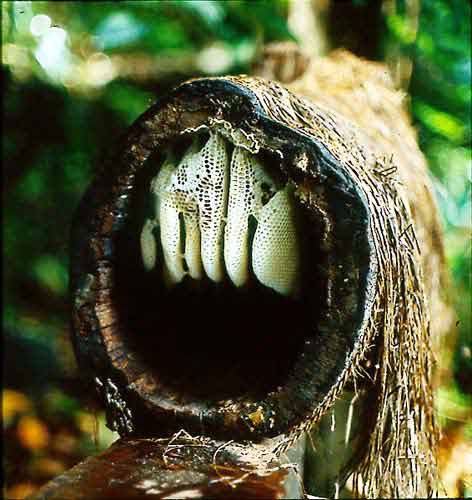 Newly constructed white comb in a traditional log hive.