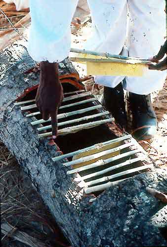 a) Melted wax starter strips from unpatterned wax sheets for topbar hives.