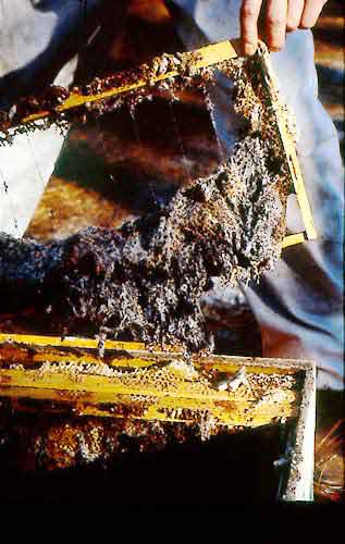 Wax comb destroyed by wax moths before it was rendered into clean wax.