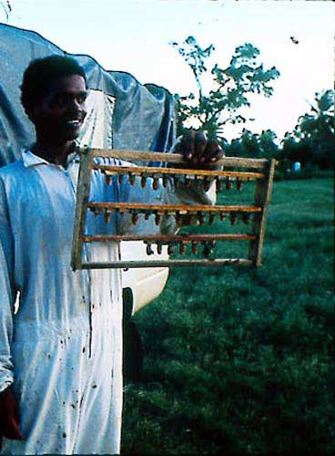 Figure a) Special frame with queen cells for queen rearing or royal jelly harvesting. These cells have already been sealed and are too old for collection of royal jelly. However, queens may be raised from these cells if they are introduced into queenless hives.