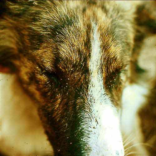 If disturbed or handled improperly most colonies will defend themselves.  Honeybees in many parts of the world are very sensitive to disturbances and react en masseto defend their nest, as this innocent dog found out on approaching beehives recently inspected by beekeepers in northern Argentina.  With some help from an emergency sting kit (epinephrine injection and antihistamine tablets) the dog survived more than 1000 bee stings.