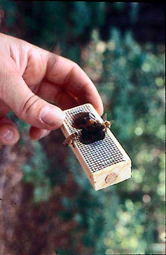 Figure b) Caged, mated queen bee with attendant worker bees and sugar candy, ready for sale, shipment or introduction to a new colony. 