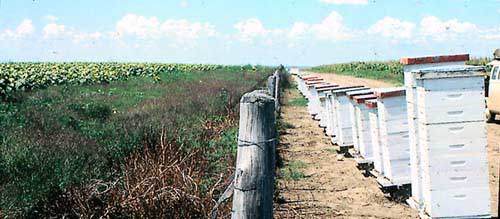 Honeybee colonies, used for pollination,  on the edge of a sunflower field.