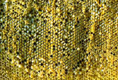 Uncapped comb of similarly aged larvae just prior to pupation.