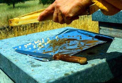 Shaking out larvae on to a clean surface works best with  a darkcoloured, wire reinforced comb.