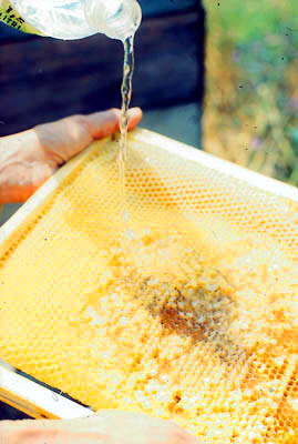 If brood cells are filled with water, most of the larvae can be dislodged much easier. This works even better with younger unsealed brood.