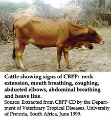 Cattle showing signs of CBPP: neck extension, mouth breathing, coughing, abducted elbows, abdominal breathing  and heave line