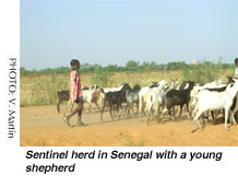 Sentinel herd in Senegal with a young shepherd-PHOTO: V. Martin