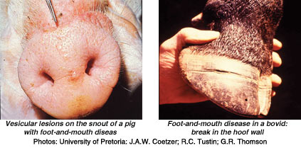 Vesicular lesions on the snout of a pig with foot-and-mouth disease - Foot-and-mouth disease in a bovid: break in the hoof wall - PHOTOS: University of Pretoria: J.A.W. Coetzer; R.C. Tustin; G.R. Thomson