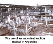 Closure of an important auction market in Argentina