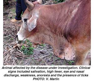 Animal affected by the disease under investigation. Clinical signs included salivation, high fever, eye and nasal discharge, weakness, anorexia and the presence of ticks-PHOTO: V. Martin