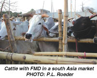 Cattle with FMD in a south Asia market- PHOTO: P.L. Roeder