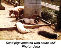 Dead pigs affected with acute CSF-photo: Usda