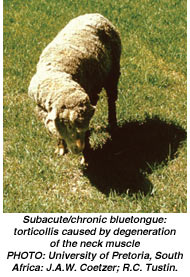 Subacute/chronic bluetongue: torticollis caused by degeneration of the neck muscle -PHOTO: University of Pretoria, South Africa: J.A.W. Coetzer; R.C. Tustin.
