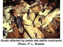 Goats affected by peste des petits ruminants - Photo: P. L. Roeder