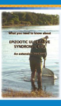 What you need to know about EPIZOOTIC ULCERATIVE SYNDROME (EUS)