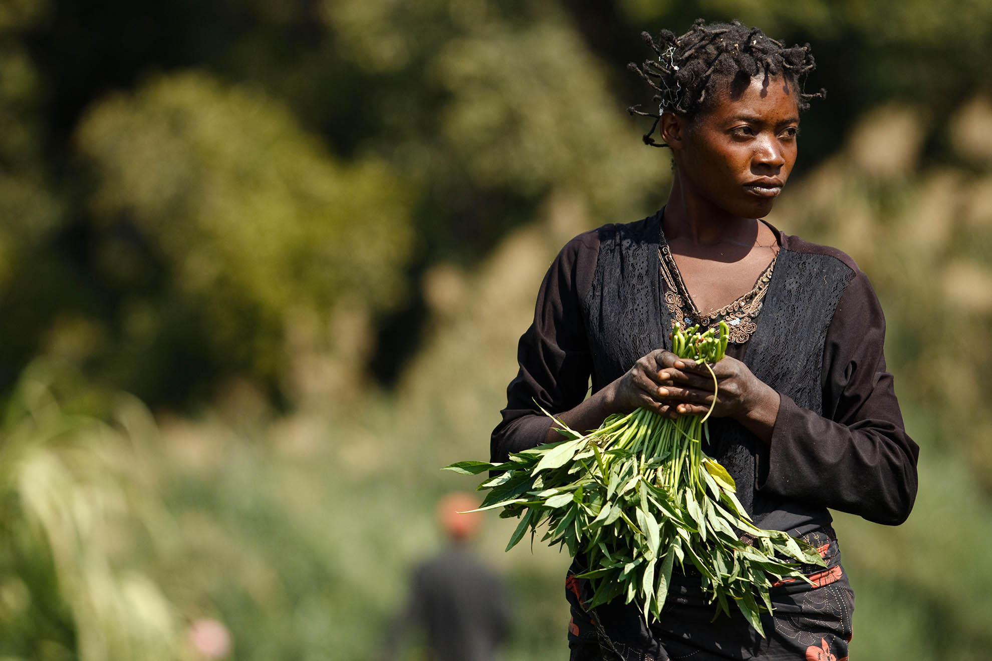 DEMOCRATIC REPUBLIC OF THE CONGO A woman harvesting potato leaves. ©FAO/Olivier Asselin