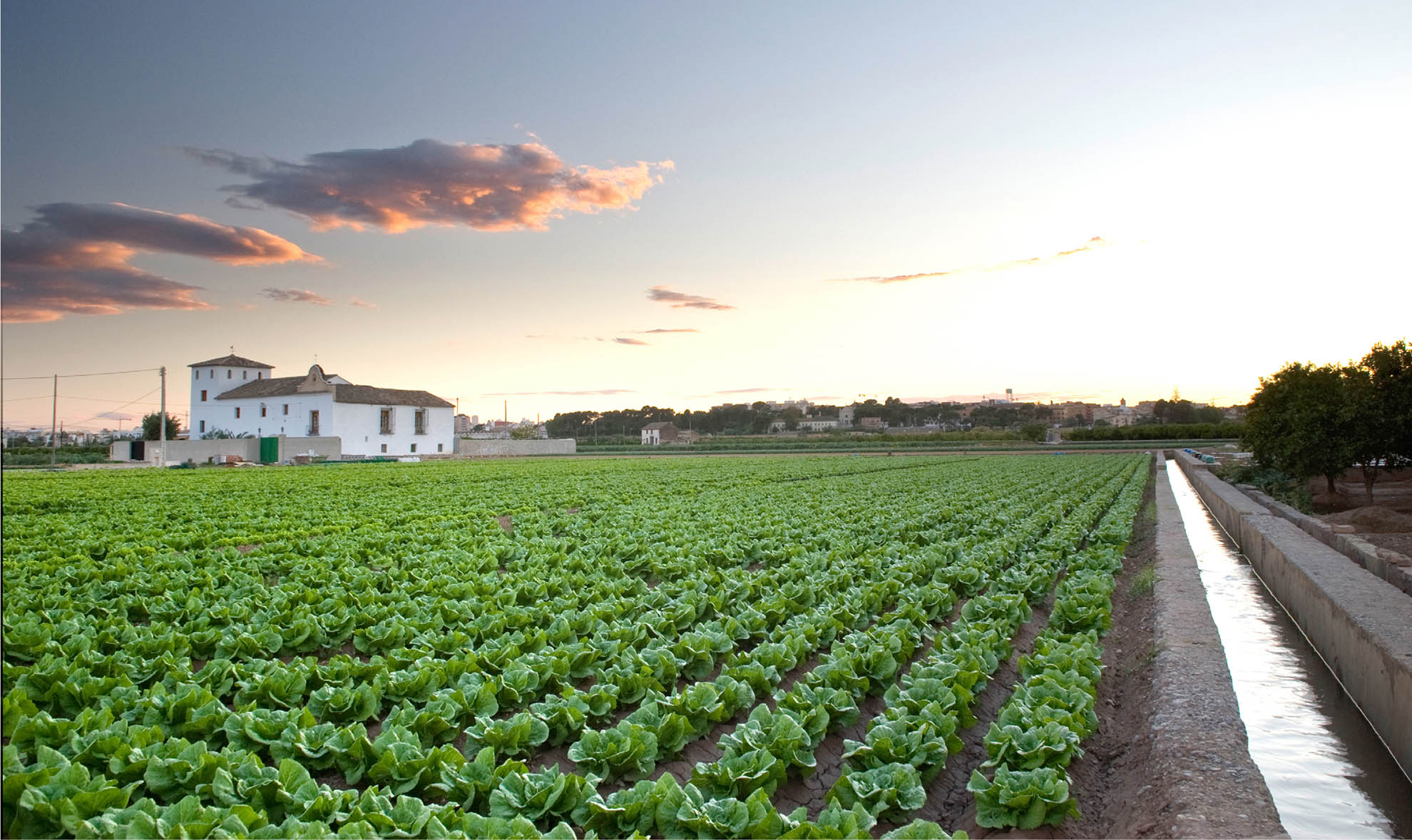 SPAIN A variety of vegetables are grown in the historical irrigation system at the Horta of Valencia ©BRUNO ALMELA