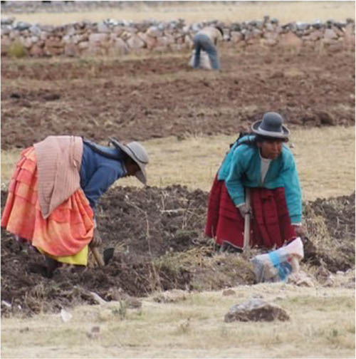 PERU Farmers harvesting potatoes in the Andean agricultural system ©FAO/LIANA JOHN