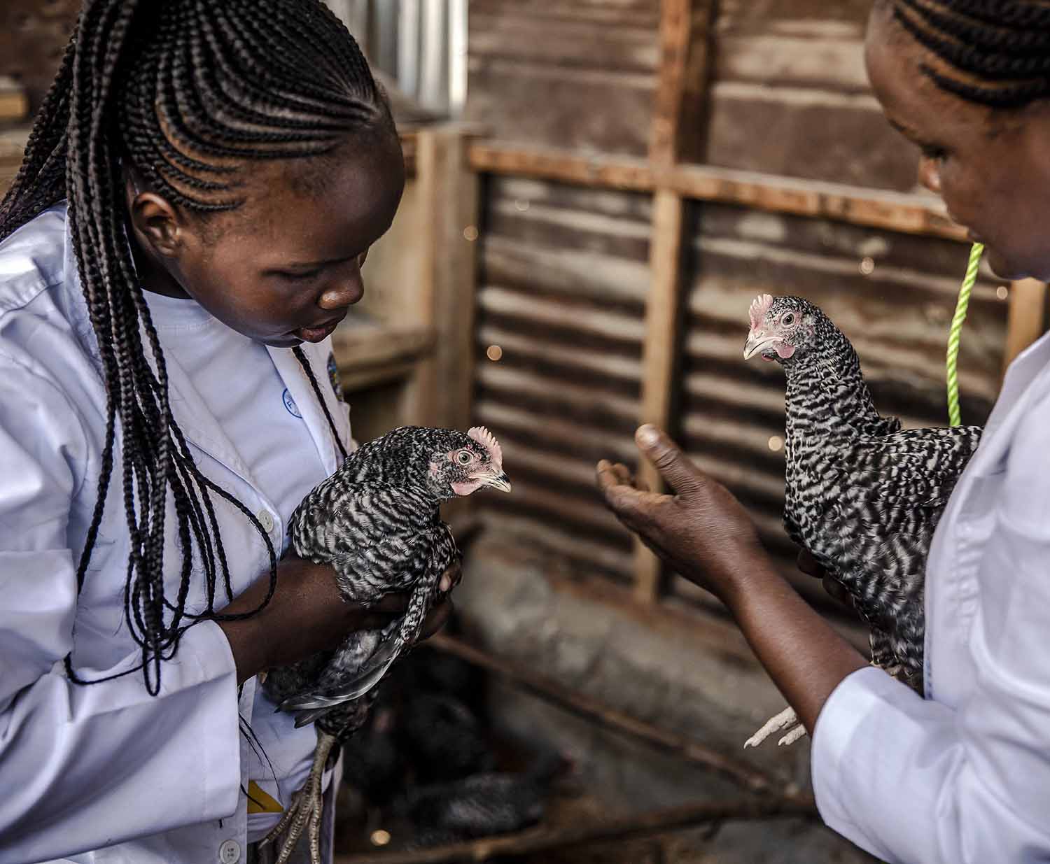 Kenya - Two young women inspect the health status of the local chickens. 