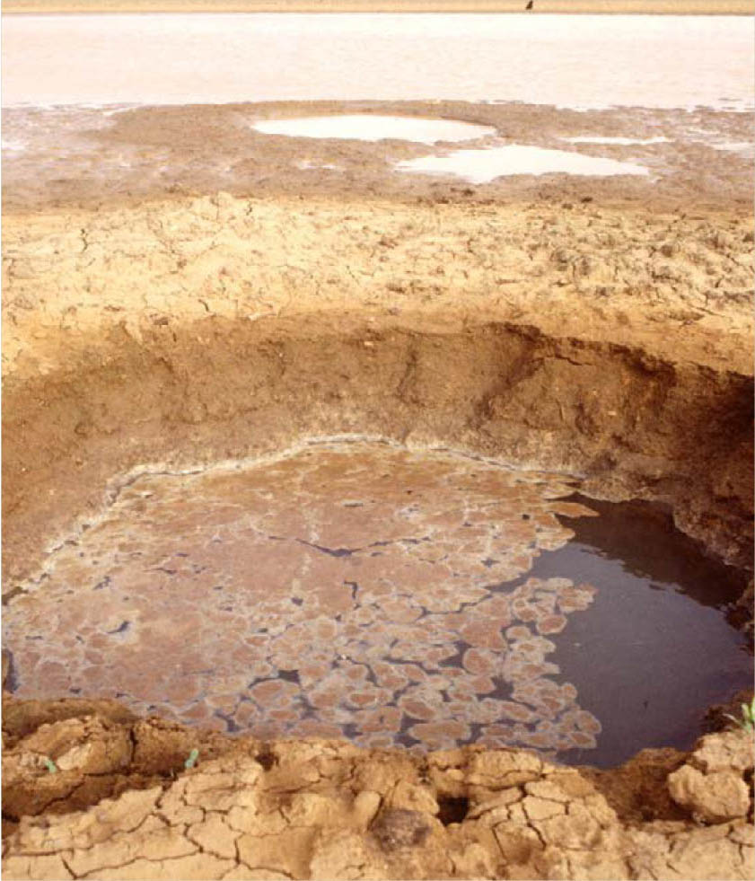 ©粮农组织/Ivo Balderi