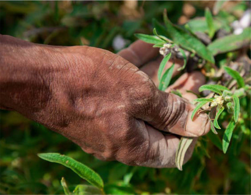 ©粮农组织/Isak Amin/WFP