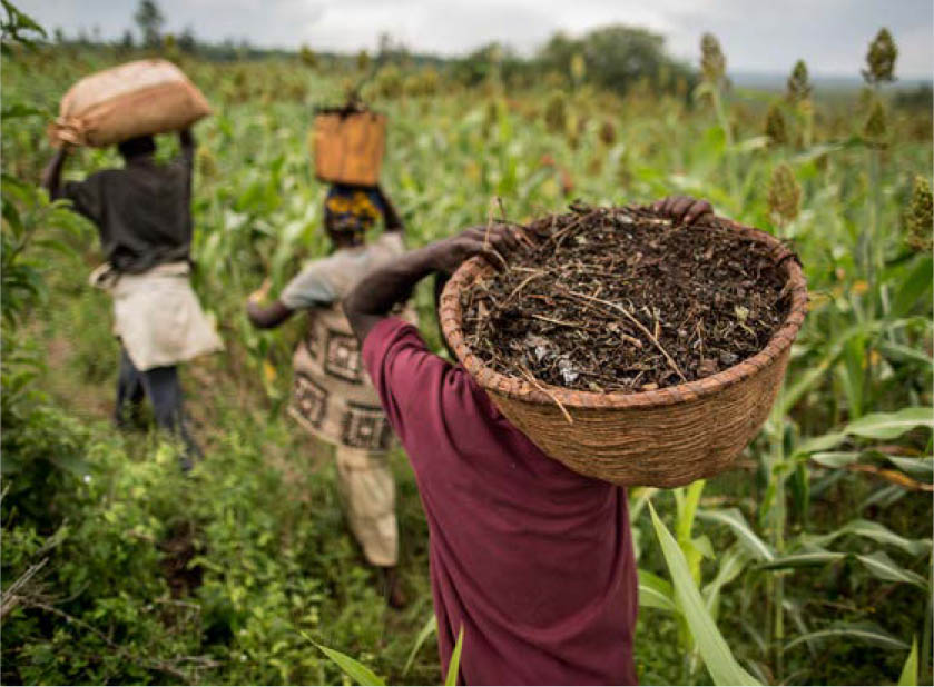 ©粮农组织/Marco Longari