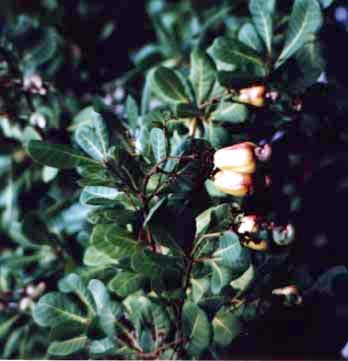 Anacardium occidentale L