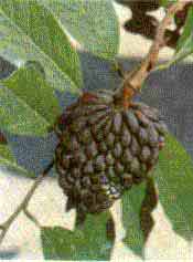 Annona reticulata L.