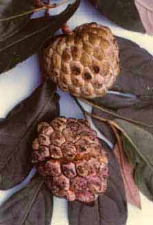 Annona squamosa L.