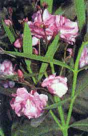 Nerium oleander L.