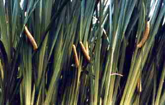 Acorus calamus L.