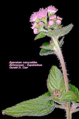 Ageratum conyzaides L.