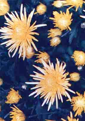 Chrysanthemum indicum L.