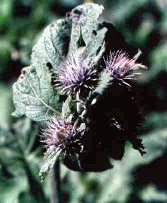 Saussurea lappa