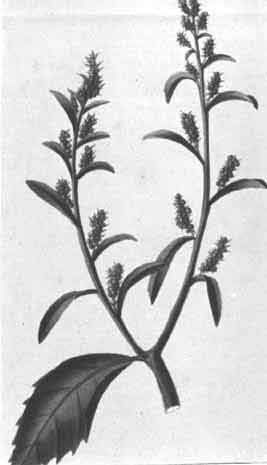 Chenopodium ambrosioides L.