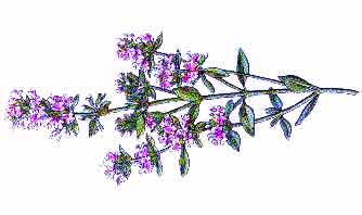 Thymus vulgaris L. 