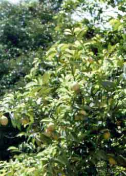 Myristica fragrans Houtt.